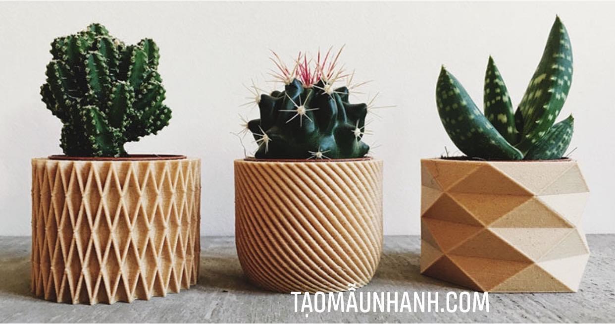 ý tưởng decor bằng chậu cây mini