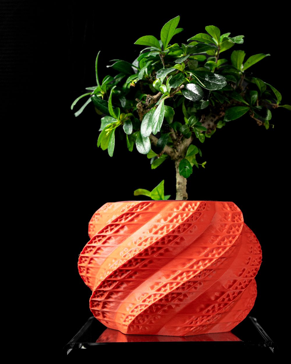 Chậu cây Vỏ Sò